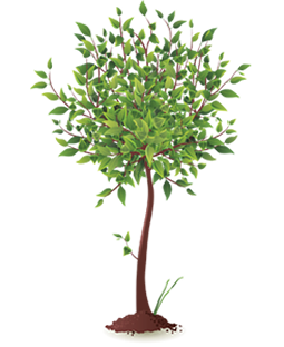 tree with soil